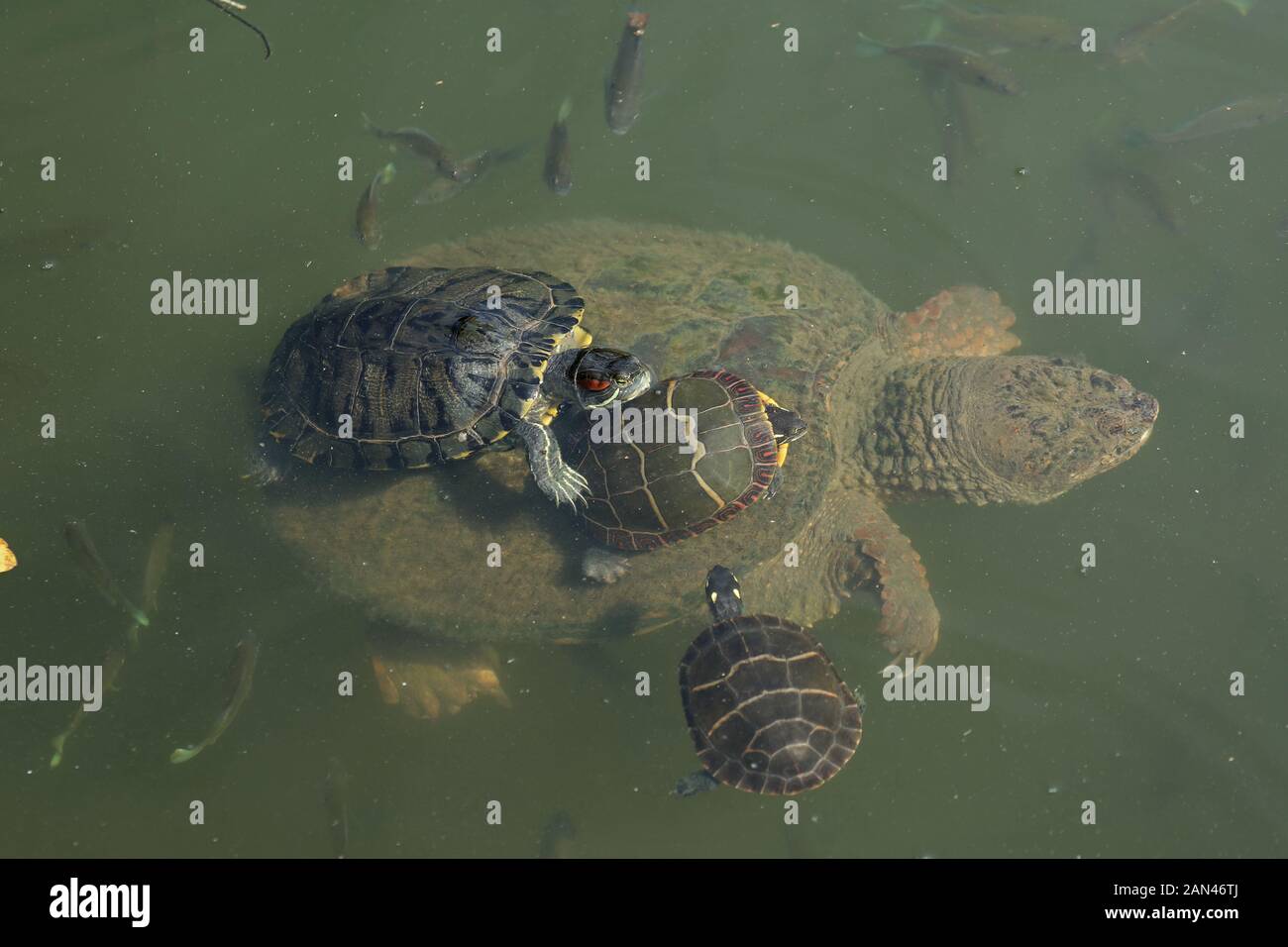 Cursore rosso-rosso (Trachemys scripta elegans), e le tartarughe dipinte (Chrysemys pitta) sul retro della tartaruga di cattura, Chelydra serpentina, Maryland Foto Stock