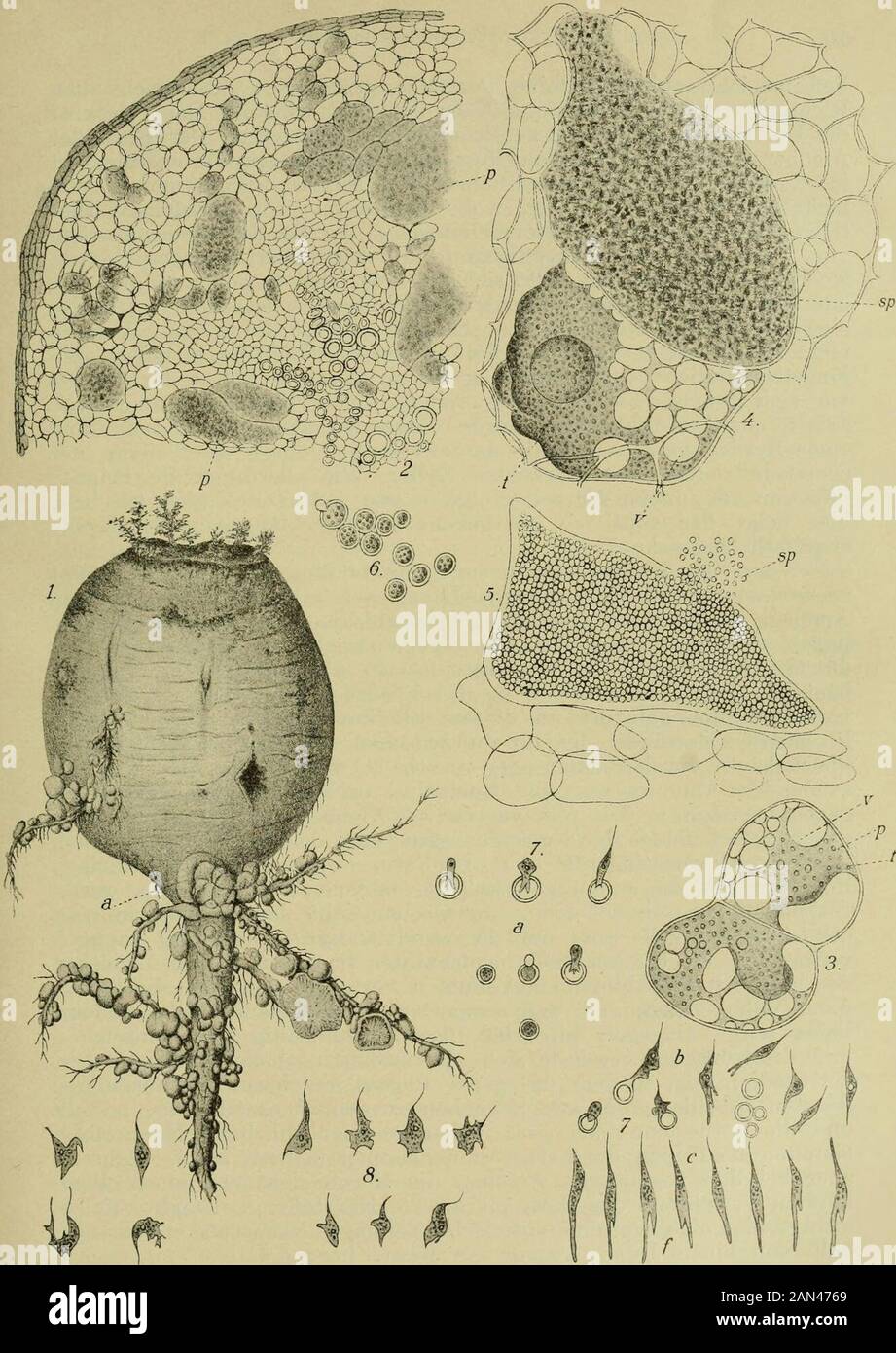 Handbuch der Pflanzenkrankheiten . Amöben einer Zelle daraus ziehen, dafs sich die Kerne immerim gleichen TeilungsStadium befinden. Solange nm^ wenige Amöbenvorhanden sind, bestreben sie sich, eine ungefäln kugiige Gestalt an-zunehmen. In diesem Zustande vermögen sie auch ilne Gestalt zuverändern, indem sie stumpfe Ausstülpungen nach aufsen treiben. Daaber diese Vorstülpungen nur wenig Ähnlichkeit mit den Pseudopodienanderer Amöben besitzen, so vermutet Nawaschin ihnen nur denBeginn der Abtrennung von jungen Amöben. Bei ein- jungen Amöben 1) Masmodioplwm Bras^skae Wor. über die Kohlpflanze Foto Stock