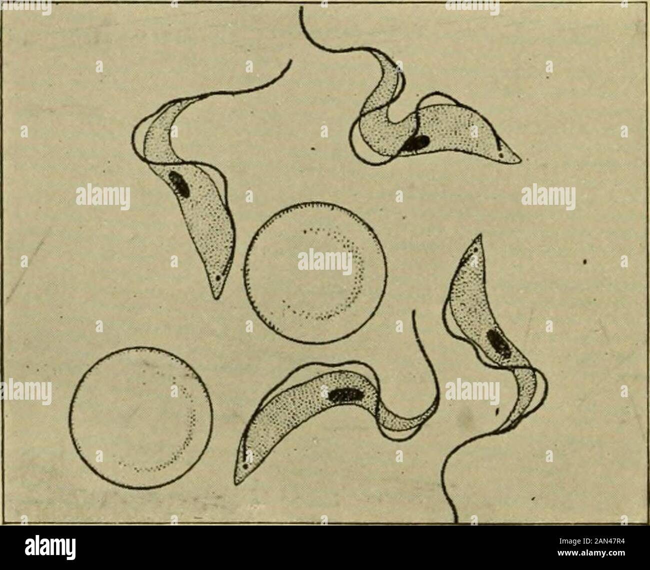Manuale di entomologia medica . efly la struttura del sangue-abitingstage. I tripanosomi sono di forma allungata, solitamente puntellata, con protozoi flagellati (fig. 136) in cui il flagello ingolo, sotto il corpo, forma illimite esterno di una delicata membrana ondulata. Si presenta vicino ad una estremità dell'organismo da un corpo centroomano minuto che è noto come blepheroplast, e all'estremità opposta si estende per una distanza maggiore o minore come flagello libero. Racchiudere, orclose accanto al blepheroplast è il piccolo kinetonucleus. Il nucleo principale, rotondo o ovale, è situato vicino al cen Foto Stock
