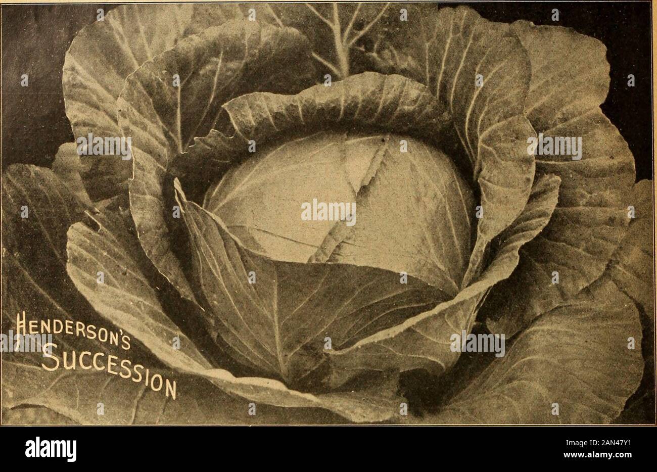 Catalogo all'ingrosso Henderson per fioristi e giardinieri di mercato : edizione autunno 1920 . Quest'anno abbiamo ricevuto il primo premio per le barbabietole egiziane. Il Giudice disse che erano i migliori e i più alti: Per digitare aveva visto per molti un giorno, H. X. .ROLP. Calais, ile. HENDERSONS HA PROVATO I SEMI PER I GIARDINIERI DI MERCATO. CAVOLO DI SUCCESSIONE HENDERSONS. IL CAVOLO PIÙ AFFIDABILE CRESCIUTO. ASSOLUTAMENTE PERFETTO SOTTO OGNI ASPETTO. PER USO ESTIVO O INVERNALE, IL CAVOLO PIÙ AFFIDABILE MAI SOLLEVATO. Hendersons CAVOLO DI SUCCESSIONE consideriamo uno dei nostri contributi più preziosi per l'orticoltura. Può essere gassata come un seoftd ea Foto Stock