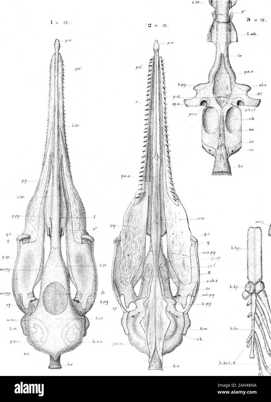 Sullo sviluppo del cranio in Lepidaosteus osseo . h&gt;,fa b.br J^ourher. JPhil. Trasm. 1&lt; v.tr. Yns.-fcj i„ b*ns.l882.i&gt; fine 34 x 15, limo- Foto Stock
