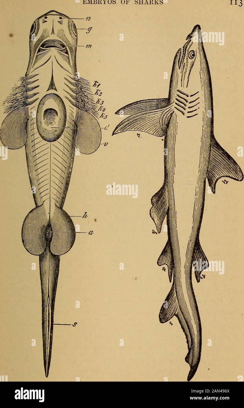 L'evoluzione dell'uomo: Esposizione popolare dei principali punti di ontogenicità umana e filogene. Esitanti rappresentanti di whichare i membri degli ordini molto vari degli squali e dei Rays (figg. 191, 192). Questi sono seguiti da una serie di forme di pesce sviluppato, dalla sottoclasse di MucousFishes (Ganoides). Il maggior numero di questi sono stati estinti da tempo, e solo pochissimi rappresentanti viventi sono noti; questi sono lo Sturgeon e Huso dei mari europei, il Polypterus dell'Africa, e il Lepidaosteo e l'Amiaof fiumi americani. La precedente abbondanza di forme appartiene a questa intere Foto Stock