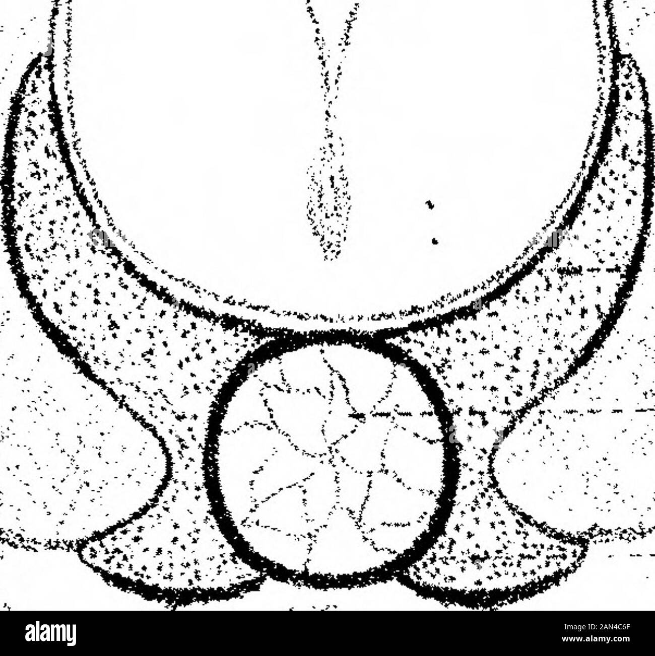 Sullo sviluppo del cranio in Lepidaosteus osseo . UN ^. Foto Stock