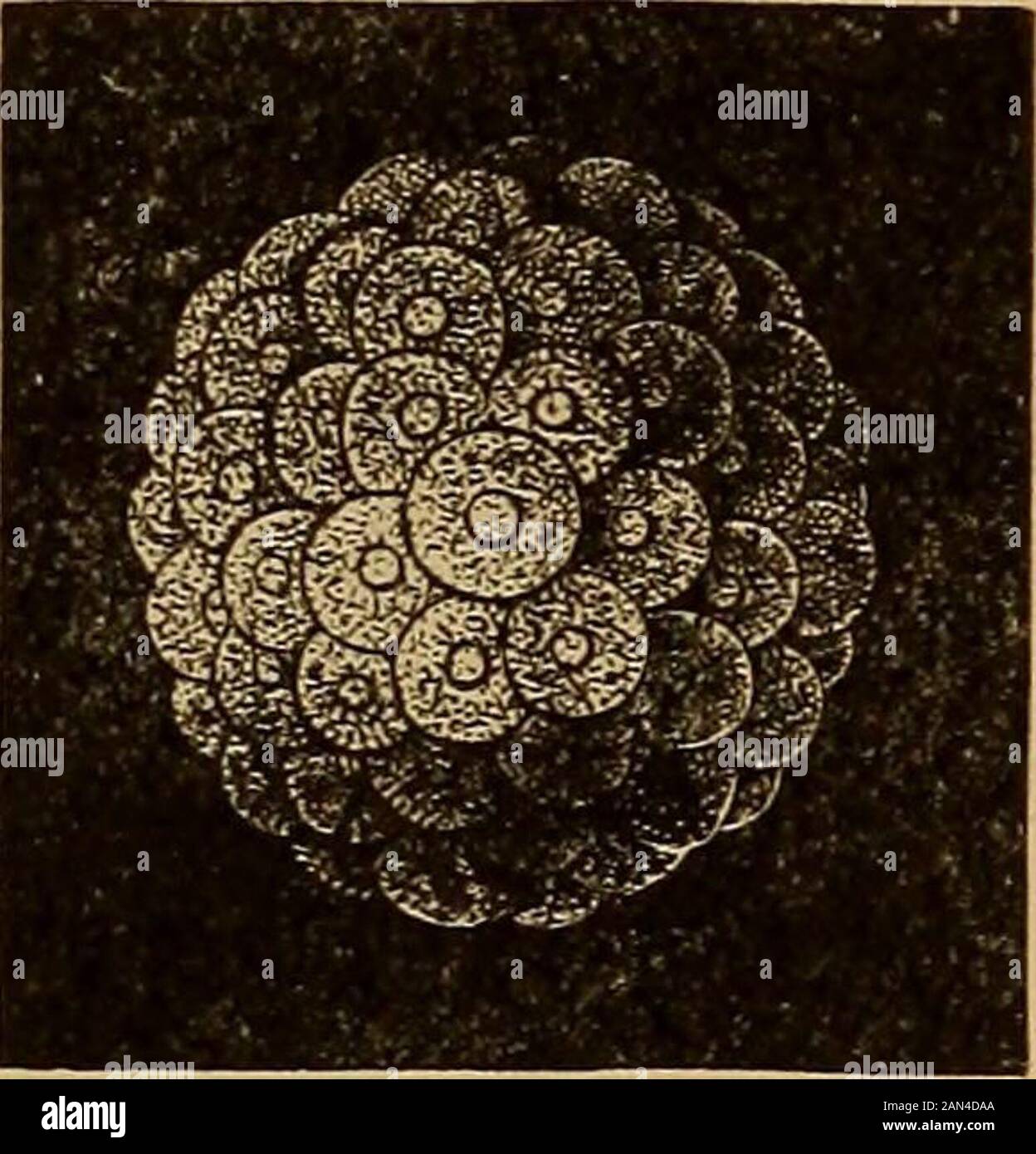 L'evoluzione dell'uomo: Un'esposizione popolare dei principali punti di ontogenesi umana e filogene . Fig. 169.-originale o primordiale clivaggio delle uova. La cellula madre, l'ortitula, che è derivata dalla fecondazione della cellula uovo, prima si rompe,con un processo continuo e regolare di dirisiou, in due cellule (A), poi intofour (B), poi in otto (C), e, infine, in molto numerose cellule di scissione {D). La Morula (Fig. 165), la cellula madre si rompe, ripetutedddvision, in numerose cellule. Abbiamo già minuzioesaminato questo importante processo di clivaggio delle uova, e abbiamo trovato che allthe v Foto Stock