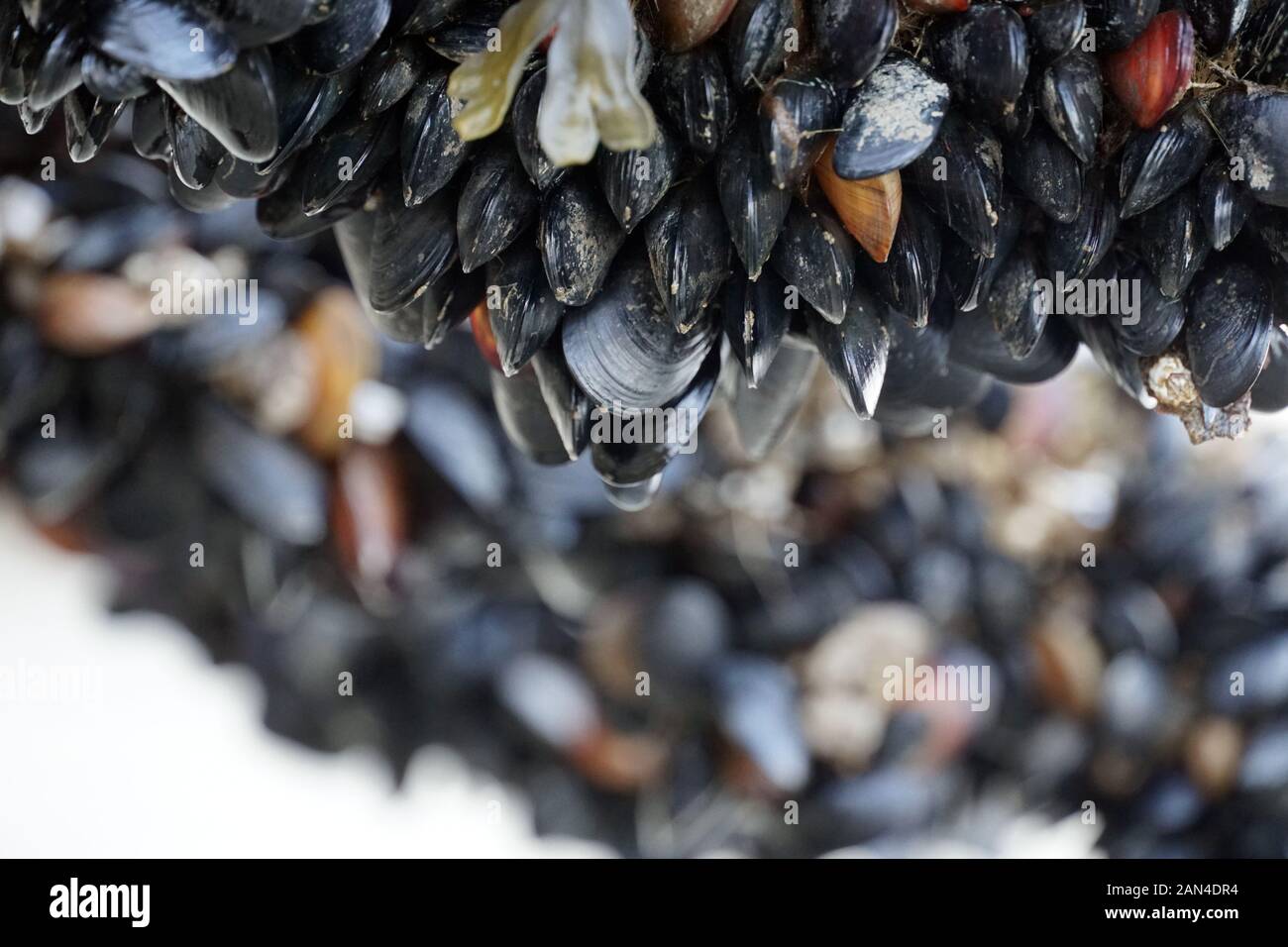 Cozze su Driftwood Foto Stock