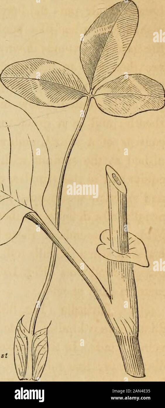 Introduzione alla botanica strutturale e sistematica, e fisiologia vegetale, : essere un 5th e vededof the Botanical text-book, illustrato con oltre tredici centinaia di ippoli; equando membranaceo, come in Polygo-num (Fig. 305), sono stati termedochreté. Quando le foglie opposte havispules, occupano solitamente lo spazio fra i petioles su ogni lato, esono denominati interpetolar. Le disposizioni di ogni foglia (una su ogni lato), poste in contatto, spesso uniscono mi in modo da formare apparentemente ma una sola coppia di stiluli per ogni foglia di pairef ; i cui casi sono molto com Foto Stock