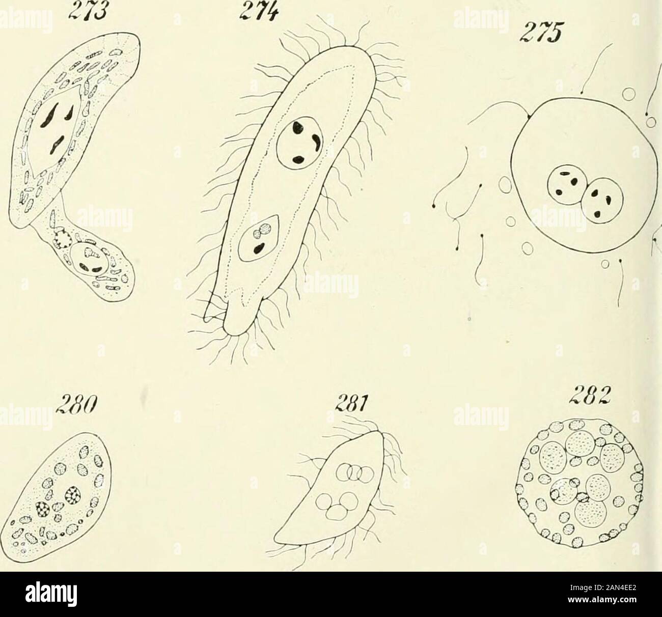 Opalina : la sua anatomia e riproduzione, con una descrizione degli esperimenti di infezione e una rassegna cronologica della letteratura . 29Z Foto Stock