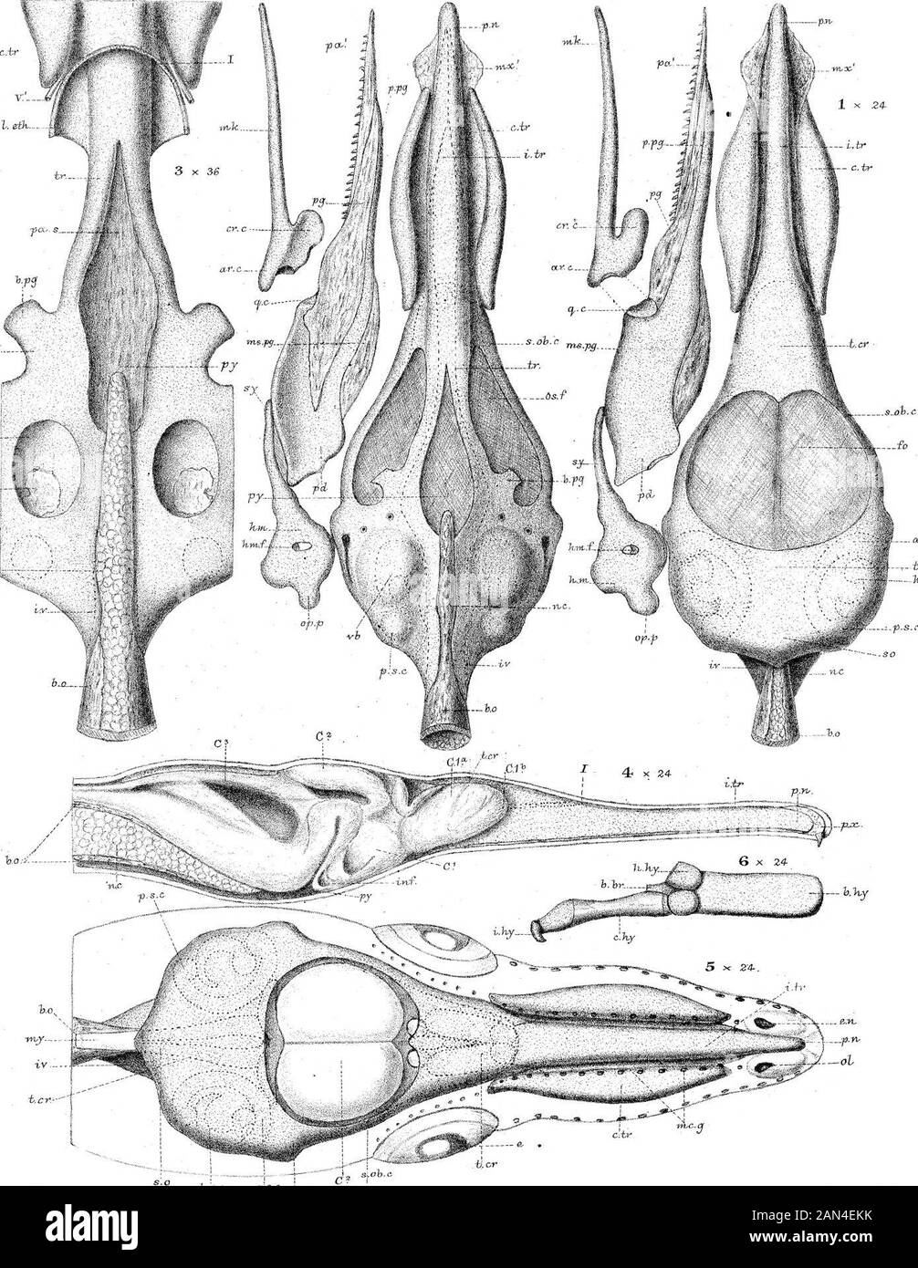 Sullo sviluppo del cranio in Lepidaosteus osseo . ll. C.br h-.br ^ X .7 M^7..^ ;, 7. N.&gt;M7 XX.. H.hr XV W:KP.& WJT.P. dfil.ad.BBI.M7P. Parker Hth. LEPIDOSTEITS h.. %re st  N ew.i-M ocw. & C ° :i .rii.-p Pour Jeer. I.tr 2 x 24- PhiLTrwns. 1882 .Piastra 32. C.ir V.- r HJ& o4. l£l K- G- ^m.- c(»s.c. N. di serie: OH WKP (3jeL aAmoitibM, *K P&lt;xr ke:r Kik. H^^&.o sp-o -L^t , i,.„ ? JLT X. ,.X/ v/ iw* *JL Jt-™i v.,*? *^«? WES-t Egli wjaioaa. ^5* C ? imj3 - Ixrker, X x 27 2 x 27-i.tr-. *T?-.. I(W^-; •--x p.o&. ,»»-* Foto Stock
