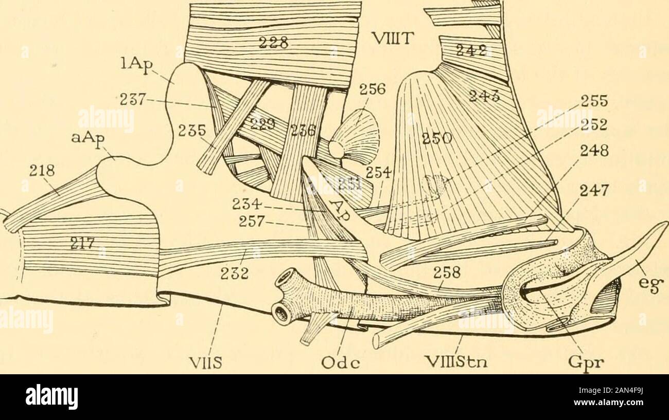 Collezioni varie Smithsonian. HEM sono incluse nel seguente muscolo-ureof the ovipositor. 2yi. Levatore del vcvula dorsale (fig. 17 A, B, C). Un grosso ispessimento che giace sulla superficie dorsale dell'apodema dell'ovipositor. SMITHSONIAN COLLEZIONI VARIE 0L. 94 fissato anteriormente su quest'ultimo, e posteriormente al margine dorsale della base del valvula dorsale. 2^2. Depressore della valvula ventrale (fig. 17 A, B).-un fascio massivestile di fibre che si originano sulla faccia ventrale dell'apodema del teovipositor, inserito sulle piastre basali del valvula ventrale. Pos. Del Thismuscle Foto Stock