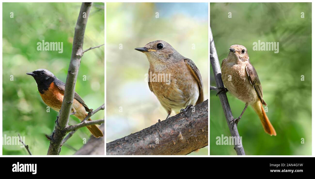 Gli uccelli seduto su un ramo di albero in giardino Foto Stock