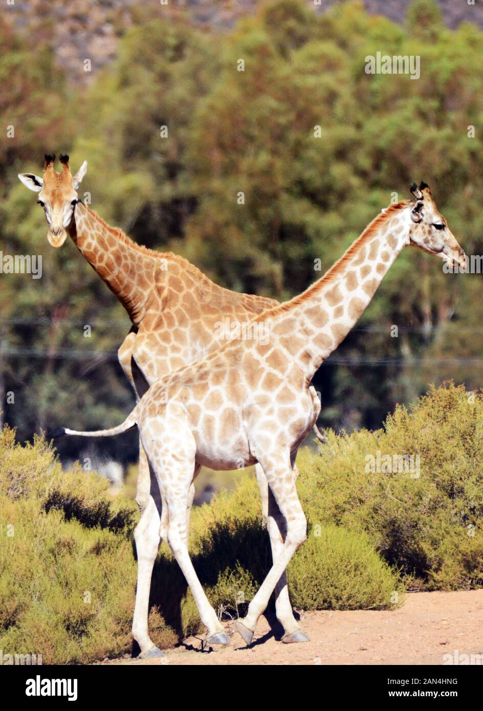 Una giraffa a l'Aquila Game Reserve, Western Cape, Sud Africa. Foto Stock