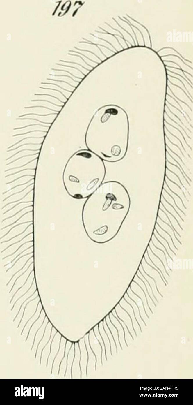 Opalina : la sua anatomia e riproduzione, con una descrizione degli esperimenti di infezione e una rassegna cronologica della letteratura . ^3. Foto Stock