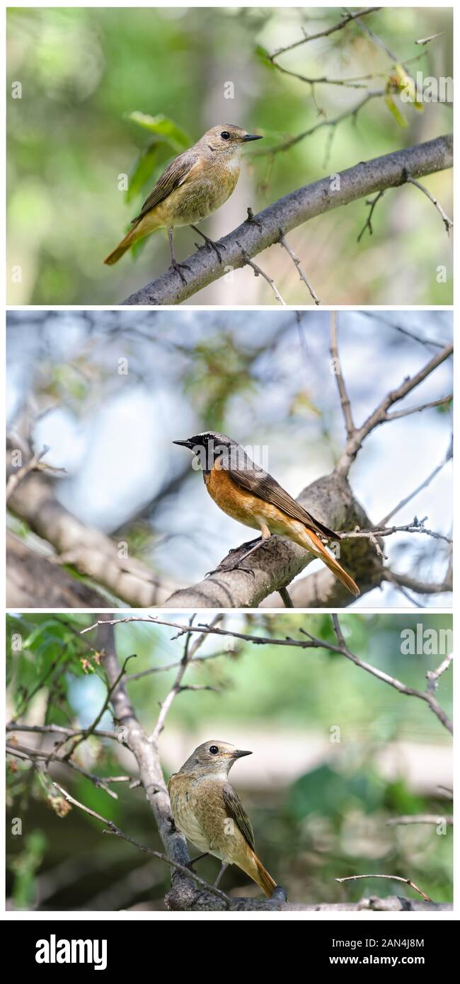 Red-tailed uccelli di sedersi su un ramo di albero in giardino Foto Stock