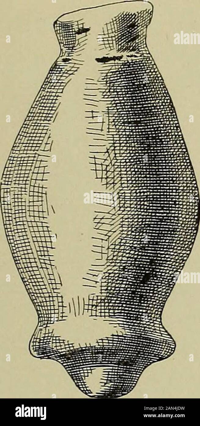 Journal of the Academy of Natural Sciences of Philadelphia . ne. Il tumulo più a nord, Murphy Island.(Full size.) l'estremità è un orlo, mentre da un'estremità è una piccola proiezione come mostrato in Fig. 66. Length2,6 pollici; diametro del corpo, 1,3 pollici; diametro del bordo più grande, 1 pollice; di smallerrim, .7 di un pollice. Un pendente fusiforme, probabilmente in materiale steatitico, scanalato ad un'estremità per la sus-Pension, assomiglia fortemente a pendenti di forma di conchiglia trovati da noi nel tumdon Tick Island e figurato Nella Parte II della nostra relazione. Lunghezza, 3,7 pollici; diametro massimo-mom, 1 pollice (Fig. 67). DUE TUMULI DI SABBIA SU MURPHY ISLAN Foto Stock