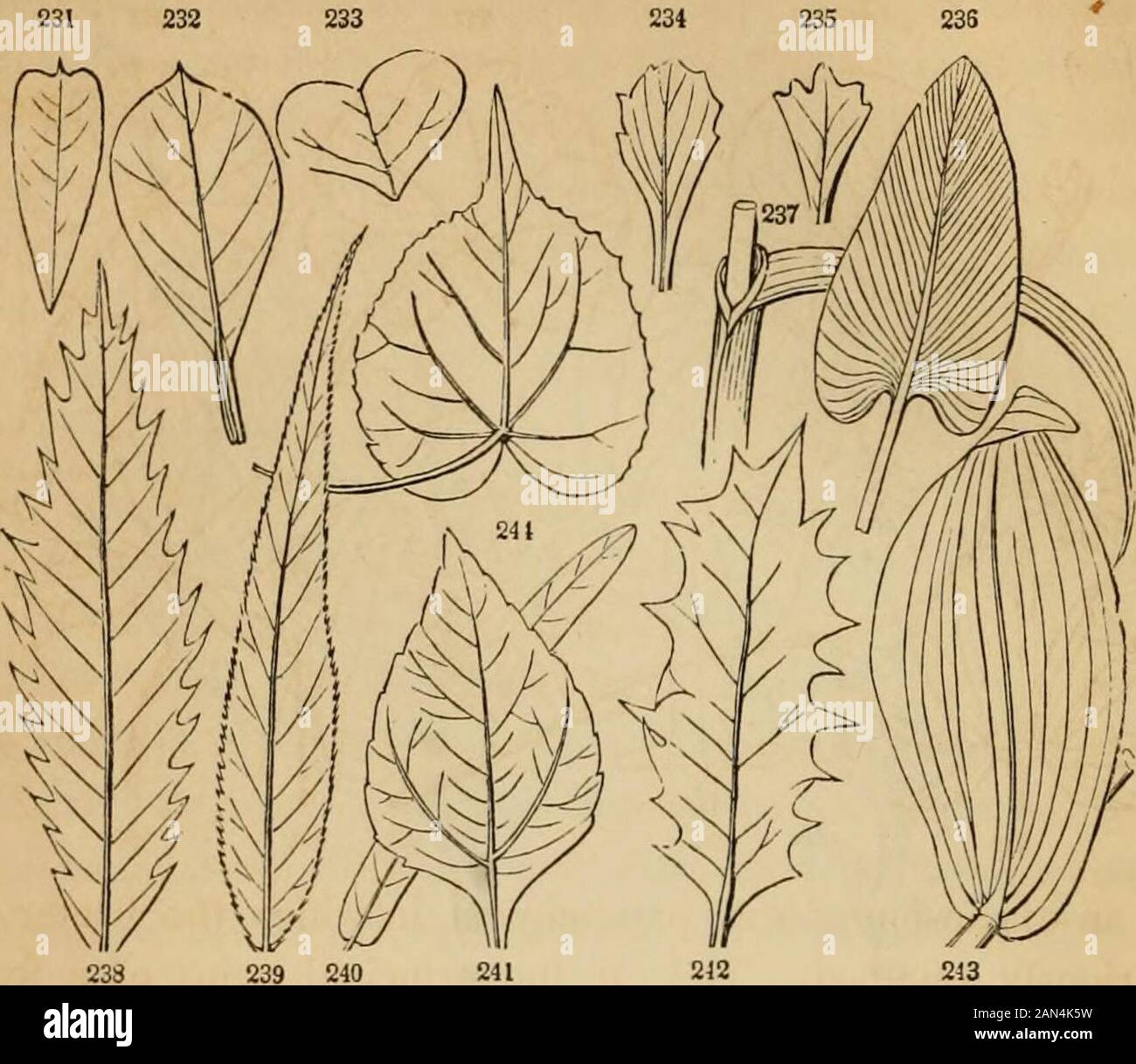 Introduzione alla botanica strutturale e sistematica, e fisiologia vegetale, : essendo un 5th e vededof il testo-libro botanico, illustrato con oltre tredici centinaia di woodcut . il picciolo, si runsdirettamente attraverso il centro della lama fino all'apice (Fig. 229, 238,&c), e da esso le vene laterali divergono tutte. Tali foglie sono chiamate piumate o pinatate; e sono soggette a modifiche di tipo vari, a seconda della disposizione delle vene e delle vene; le vene primarie a volte passando direttamente dalla costolatura centrale, come nel Faggio e nel Castagno (Fig. 238); altra di whilein Foto Stock