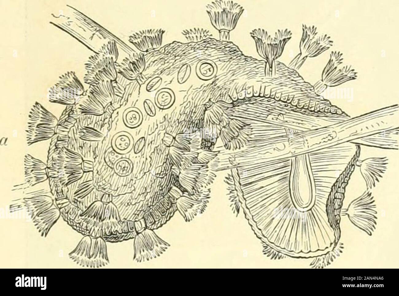 Il royal storia naturale . licated barbedhooks apparentemente agiscono come ancore, per mezzo del quale il swimmingstatoblasts passivamente sulla cattura in punti adatti per il loro sviluppo nel corso della primavera thenext. Non appena il tempo di sviluppo proviene, le due valvole spaccate,e la massa germinal emerge da tra loro. Ecco allora che abbiamo un alter-nazione di generazioni. Al di fuori dell'inverno-boccioli e statoblasts asexually producedindividuals derivano, che poi si riproducono sessualmente, loro discendenti ancora MOSS-animali. 425 producendo inverno-germi. La colonia prodotta da vincere Foto Stock