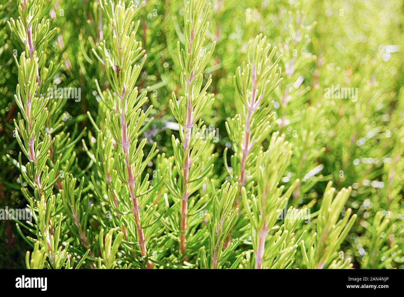 Di rosmarino fresco impianto nel soleggiato giardino (Salvia Rosmarinus o Rosmarinus officinalis L.) Foto Stock