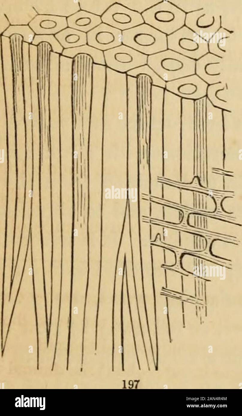 Introduzione ai fondi strutturali e di botanica sistematica e fisiologia vegetale, : essendo un quinto e revedof il testo botanico-libro illustrato con oltre milletrecento xilografie . Foto Stock