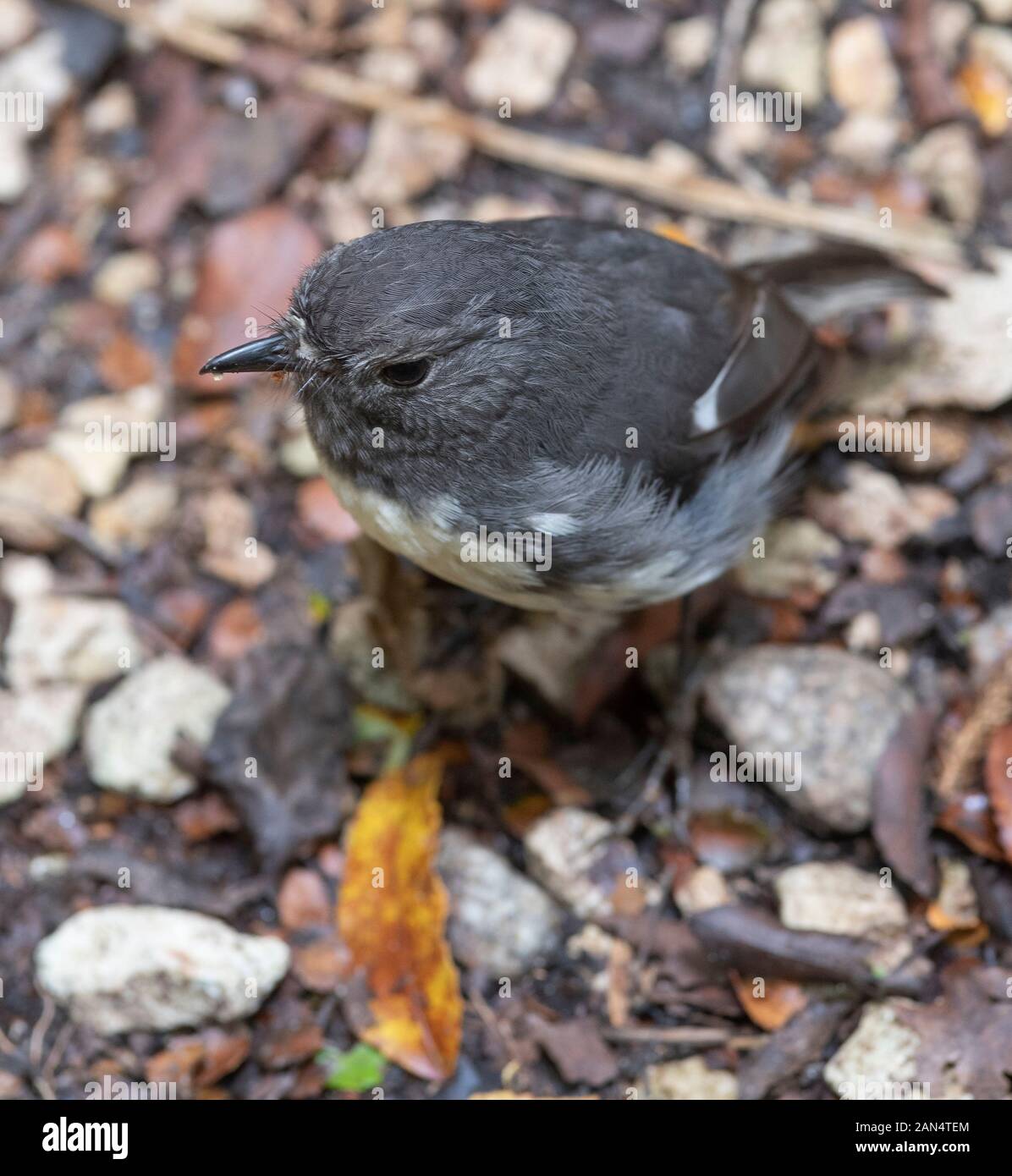 Isola del Sud Robin, kakaruai, sul suolo della foresta Foto Stock