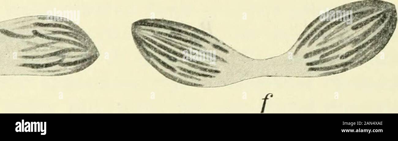 Opalina : la sua anatomia e riproduzione, con una descrizione degli esperimenti di infezione e una rassegna cronologica della letteratura . Foto Stock