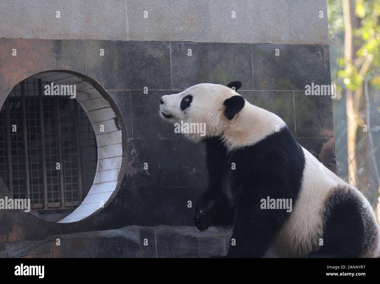 Bei Bei si aggira intorno alla sua nuova casa a Bifengxia Panda Gigante Base, Chengdu, Cina sud-occidentale della provincia di Sichuan, 30 dicembre 2019. Il gigante maschile pa Foto Stock