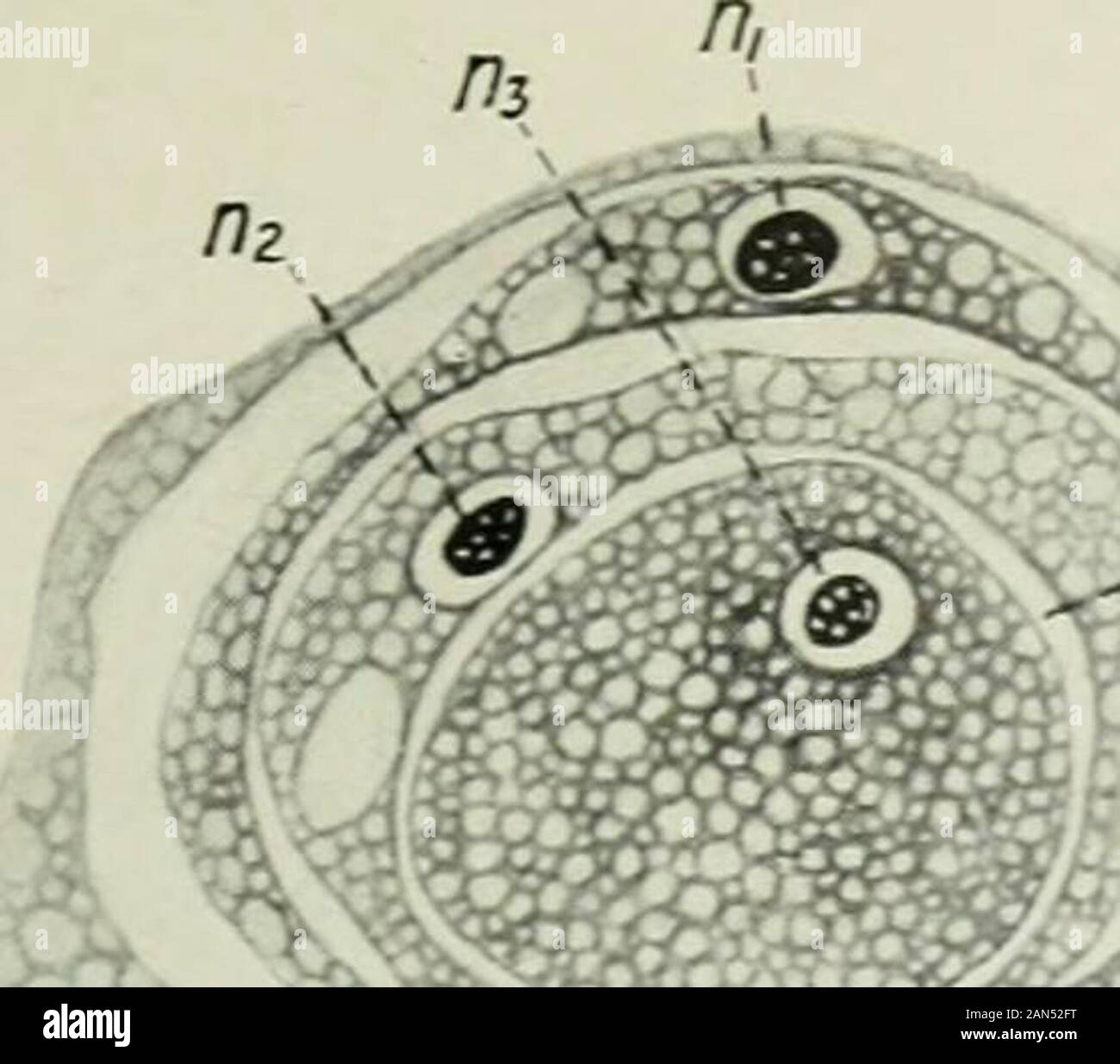 Rivista trimestrale di microscopiche scienza . ), Che contiene a sua volta un cibo vacuolo,(f.vac.l) und altri tre le amebe con loro nucleithe ultimo essendo esente da organismi alimentari. Maiale. s.-Un ameba contenente altri due amebe in Beparate v... uoles,di cui uno è un tipico settore, altri un ovale allungato sia theingested amebe contengono organismi alimentari. Fig. 9.-di una stella di ameba vespertilio con itsnucleus (A) e cibo vacuolo (f.b.). Esso contiene un ither ameba con ifcnucleus (n) e organismi alimentari (P.C. 1) (cfr. PI. 28, B 710 GEOFFREY LAPAGE Fig. 10.-Un a m o e b un vespertilio con la Foto Stock
