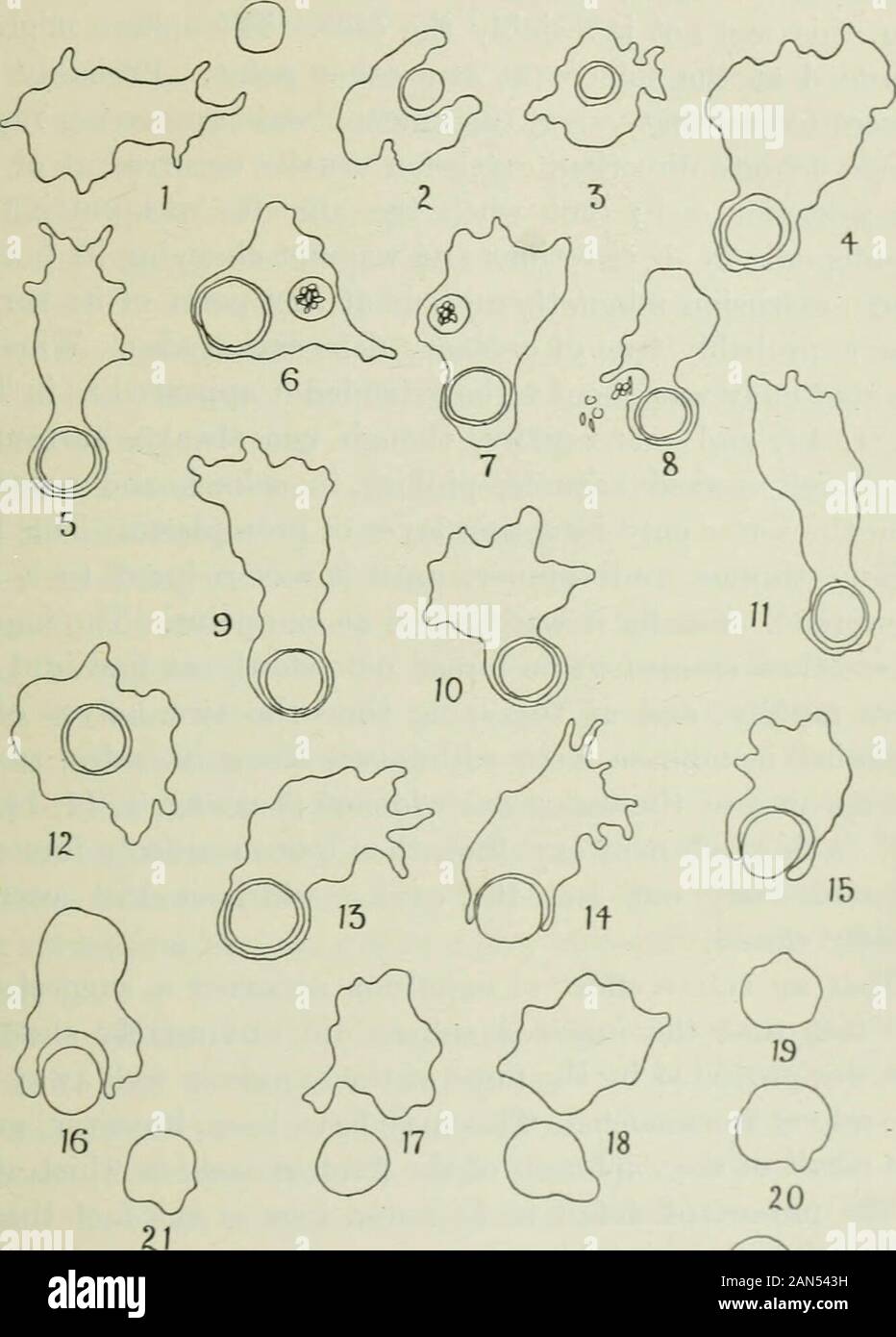 Rivista trimestrale di microscopiche scienza . n un cibo ordinario vacuolo?era situata vicino contro di essa, i due sono separati solo dauna pellicola sottile del protoplasma, il vacuolo alimentare possa scaricarsi itscontents, mentre la sfera è rimasto inalterato e potrebbe nuovamente betaken nella profondità del endoplasm (Testo-fig. a, 8). Pertanto non vi era alcun aspetto esteriore che couldbe preso come un segno invariabile che il corpo ingerito wasabout ad essere estruso. Una sfera potrebbe essere effettuato circa così,sull orlo di estrusione, per un lungo periodo di tempo, e mightthen essere preso di nuovo ; oppure potrebbe essere improvvisamente Foto Stock