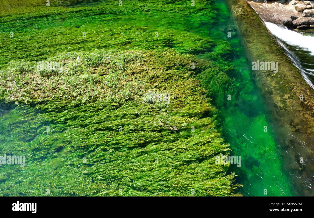Verde brillante waterweeds nel fiume Sorgue a Fontaine-de-Vaucluse Provence, Francia Foto Stock