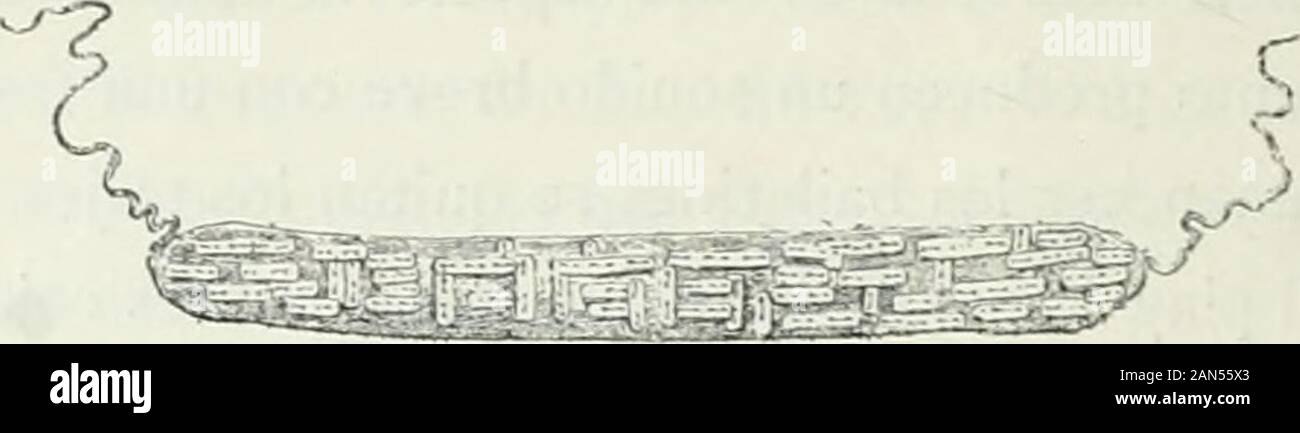 América pintoresca; descripcion de viajes al nuevo continente por los mas modernos exploradores . Diadema Foto Stock