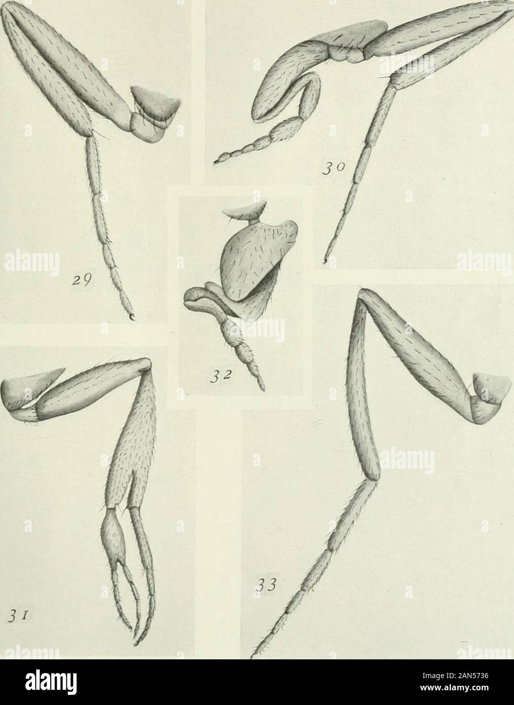 Ufficiale di zoologia sperimentale . 295 piastra 5 Spiegazione delle figure 34 a sinistra la terza gamba del maschio; primo segmento tarsale allargata e dando luogo totwo rami, esterno con 4 segmenti e interna, incompleta e chele di bothmissing. Vedere anche la figura 15, che è la prima coppia di gambe del maschio stesso. 35 destra terza gamba della femmina; la parte inferiore della tibia biforcata, dando luogo a twocomplete tarso con sTnmetry indefinita. Tarso interna con due chele. Vedi anche la figura 3 che è a sinistra prima della stessa femmina. 36 il moncone di destra terza gamba rotta di maschio sollevato a temperatura ridotta;la figura mostra forma anomala e Foto Stock