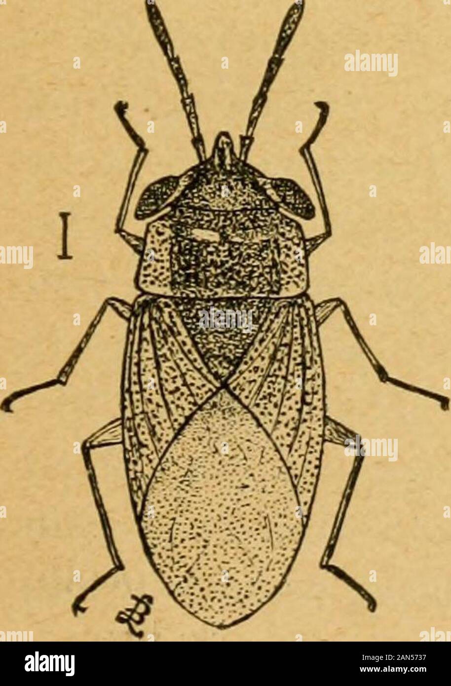 Un preliminare introduzione allo studio della entomologyTogether con un capitolo sui mezzi di ricorso, o i metodi che possono essere utilizzati nella lotta contro gli insetti dannosi; l'insetto nemici del melo e i suoi frutti e gli insetti nemici di piccoli grani . rs su al-la maggior parte ogni elenco dei nemici di insetto è il onefigured qui (Fig. 78). È noto inquanto offuscare pianta-bug, Lygus pratensis andoften è causa di notevoli danni dur-ing primavera nella raccolta di grande num-BER all'apertura boccioli e fiori fromwhich aspira la vitalità inserendo itsTarnish becco e estrazione del SAP. Esso entra in modalità di ibernazione Foto Stock