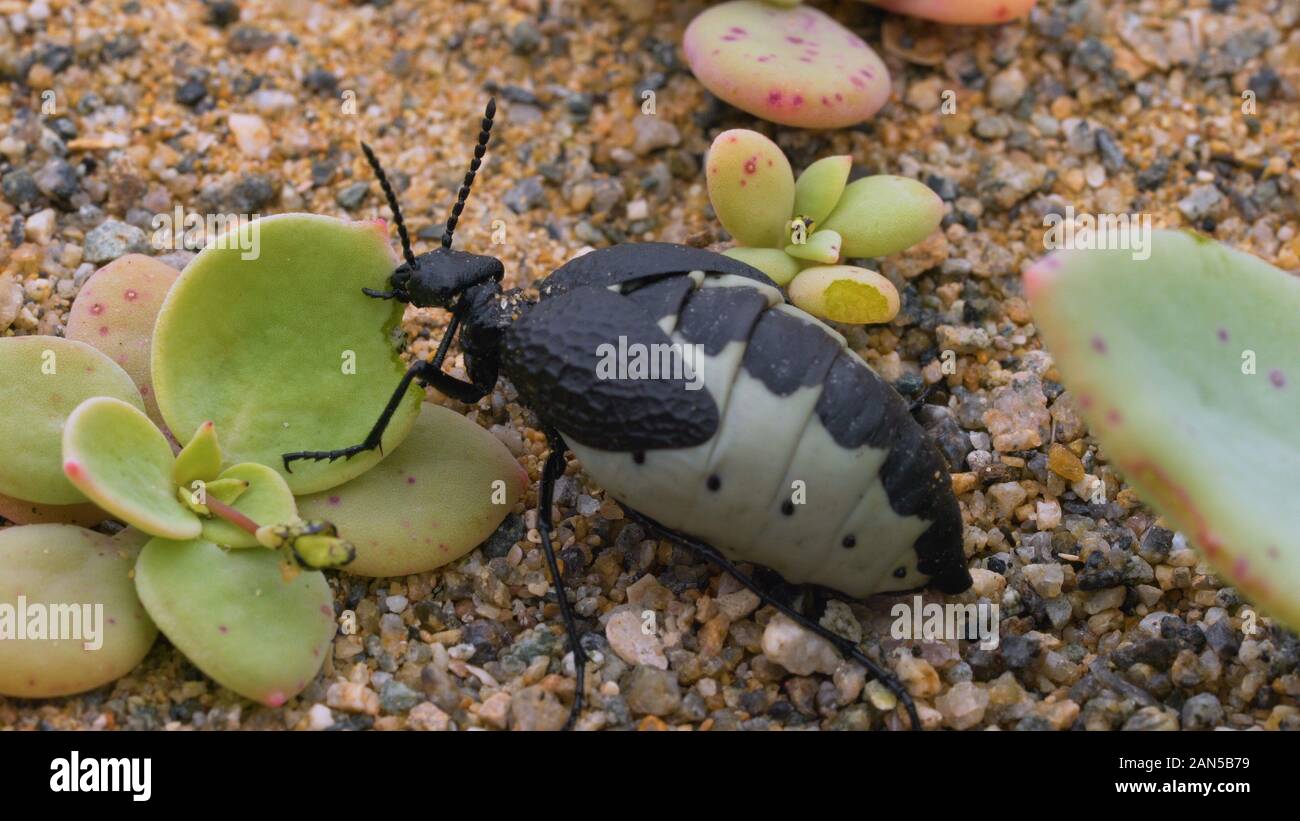 Ripresa macro di un coleottero femmina divorando una foglia di aloe nel deserto di atacama Foto Stock