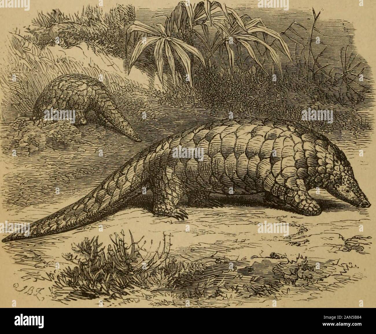 Un viaggio a Ashango-Land, e ulteriormente la penetrazione in Africa equatoriale . ould essere morte per themdid nessun danno a me. Nelle prime ore del mattino del 26 febbraio,prima del drunken re era sveglio, ho iniziato forNkongon Mboumba, uno dei suoi villaggi slave, ad esso a caccia di ipi o grandi pangolin, che fu detto toinhabit la foresta vicina. Durante la mia formerjourney ho cercato invano per ipi, essendo veryrarely incontrato. Il posto è situato circa tenmiles a sud-est di Aniambie, in un'ondulata ben-paese boscoso. Essa è costruita sulla cima di una collina,6,t ai piedi della quale scorreva un charmin Foto Stock