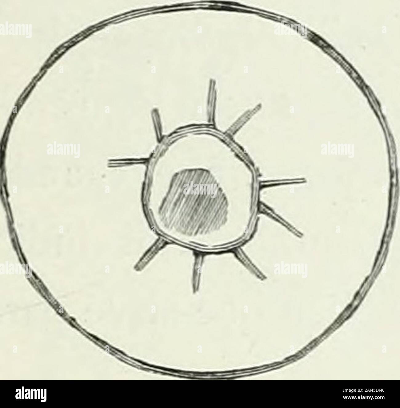 América pintoresca; descripcion de viajes al nuevo continente por los mas modernos exploradores . fí^ Pájaro Escorpión Tortuga. Foto Stock