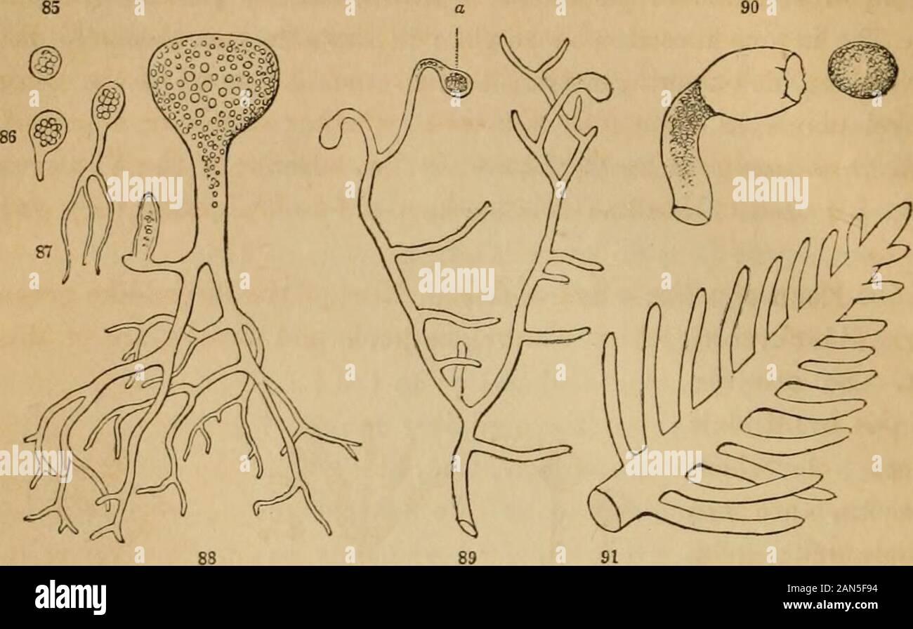 Introduzione ai fondi strutturali e di botanica sistematica e fisiologia vegetale, : essendo un quinto e revedof il testo botanico-libro illustrato con oltre milletrecento xilografie . 64 LO SVILUPPO GENERALE DI PIANTE, cellule ramificate, strettamente intrecciati o compattato, e formando densemasses di notevoli dimensioni e di forma definitiva.. 104. Mentre in questi casi le ramificazioni della cella imitare, oras fosse prefigurano il tronco e i rami di maggiore organizedplants, abbiamo in Botrydiurn (Fig. 88) una cella il cui ramificationsresemble ed eseguire le funzioni di una radice. Questa consiste di ane Foto Stock
