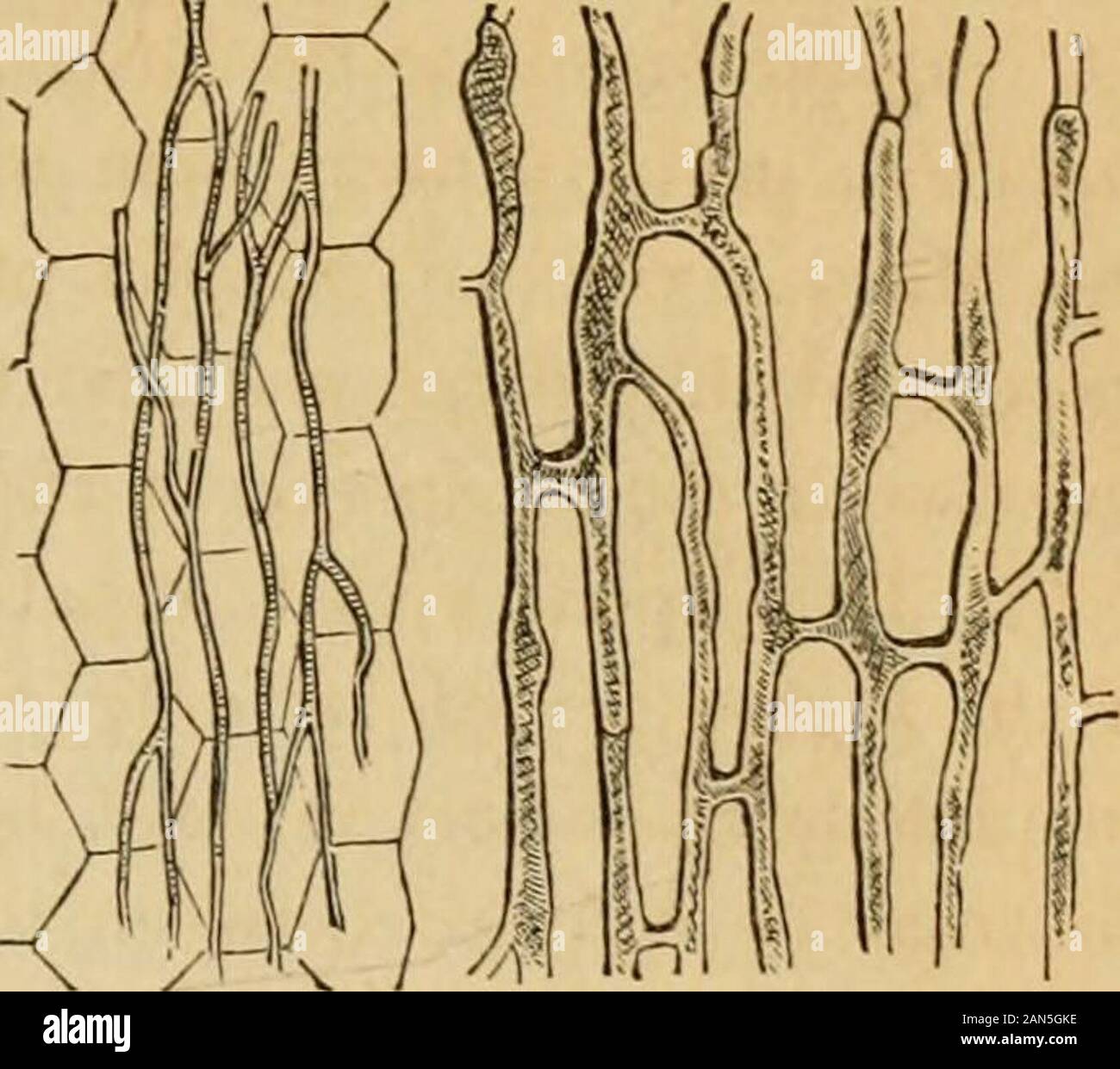 Introduzione ai fondi strutturali e di botanica sistematica e fisiologia vegetale, : essendo un quinto e revedof il testo botanico-libro illustrato con oltre milletrecento xilografie . nazione essendo o bruschi o più comunemente coniche o ob-tusely appuntito. In parti giovani i condotti, come altre cellule, containliquid, i succhi della pianta: nei vecchi steli essi arcfilled con aria, ad eccezione di quando tutto il tessuto è mangiato troppo con SAP, che poi trova la sua strada in questi anche. 62. Interlaced Fibrilliform tessuto. Ciò è abbastanza come distinto dal normale tessuto cellulare e come degno di un nome speciale, Foto Stock