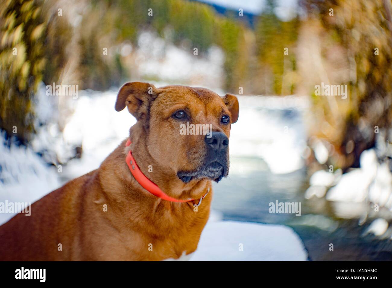 Bubba, sul Yaak, Montana. La foto è stata scattata con un antico 62mm f/2.8 B&L stile Petzval lente. Bubba è una razza mista cane che è stato salvato da un Foto Stock