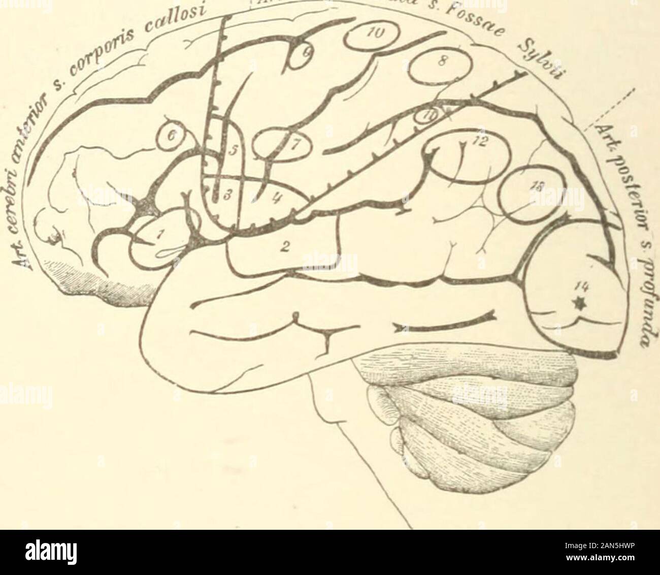 Manuale di pazzia per professionisti e studenti . ccipital lobi sono principalmente atro-phied. Se il cervello è imperfettamente sviluppato come un intero,come in alcuni idioti, non vi può essere alcuna questione di localizzazione.Xor è qualsiasi ulteriore conclusione giustificata da irregulardevelopment negli strati corticali, a meno che non si tratti di circum-inciso. Per esempio, in un paio di idioti il frontale lobescontained solo molto strette cellule piramidali che weredistributed irregolarmente, di modo che essa era quasi impossibleto distinguere gli strati. Qui la imperfetta mental de-velopment può essere attribuita alla imperfetta sviluppodei la fron Foto Stock