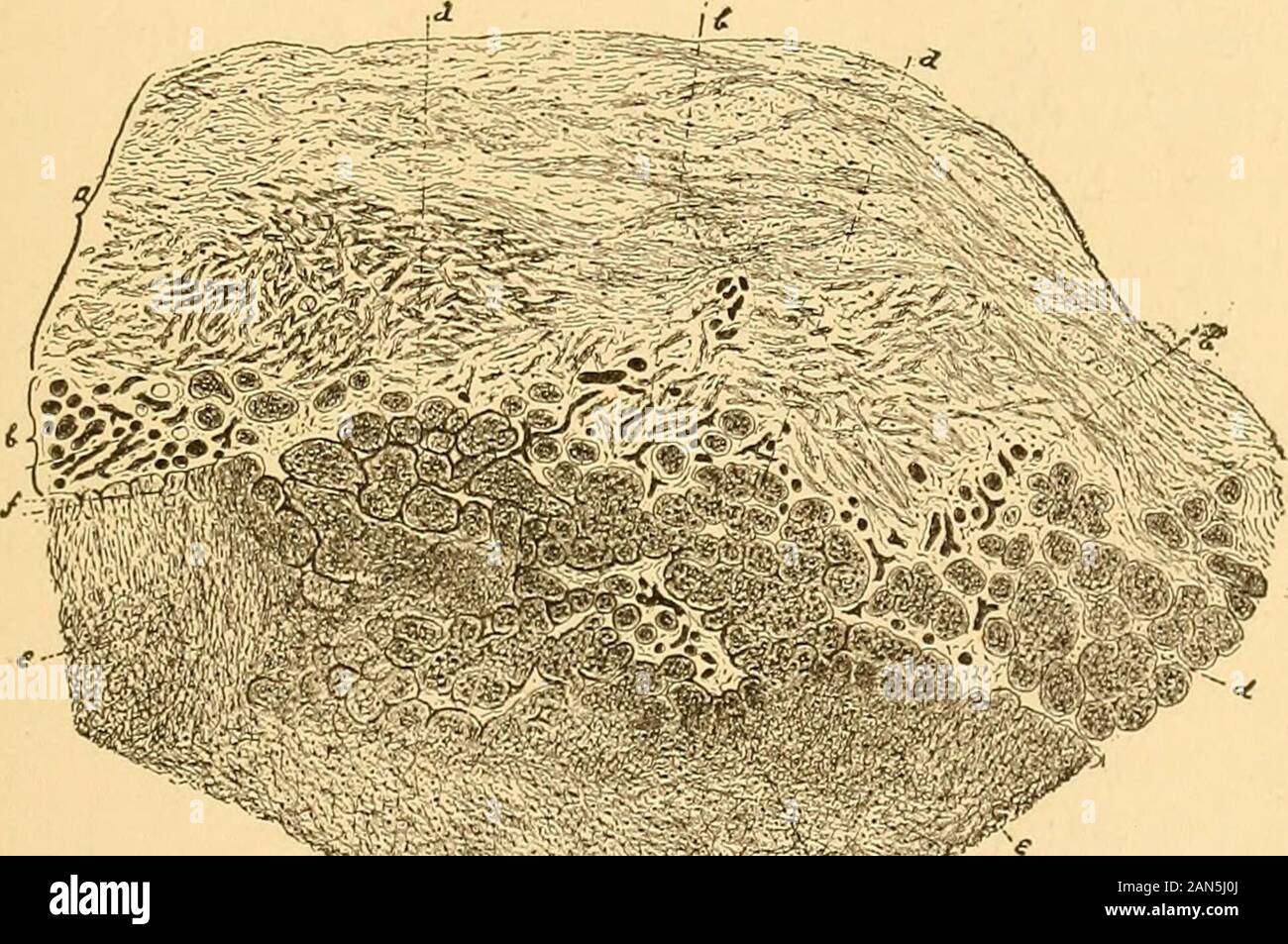 Chirurgia cerebrale . un ancora maggiore pro-riduzione del tessuto connettivo e un corrispondente dim-inution in sostanza della corteccia. A (u) theplane della sezione ha tagliato le masse isolata della corteccia nel senso della lunghezza in modo che essi appaiono come rathershort contorti cilindri. Alcuni di questi tappi cylindersor persistono, completamente isolato nel fitto con-nective tessuto, come piccole isole di tessuto neuroglial(vedi Fig. 34, w). AAThen il processo di isolamento di cluster o iso-masse collegate della corteccia è esaminato con moredetail in una sezione in corrispondenza della giunzione del tessuto connettivo masse con la c Foto Stock