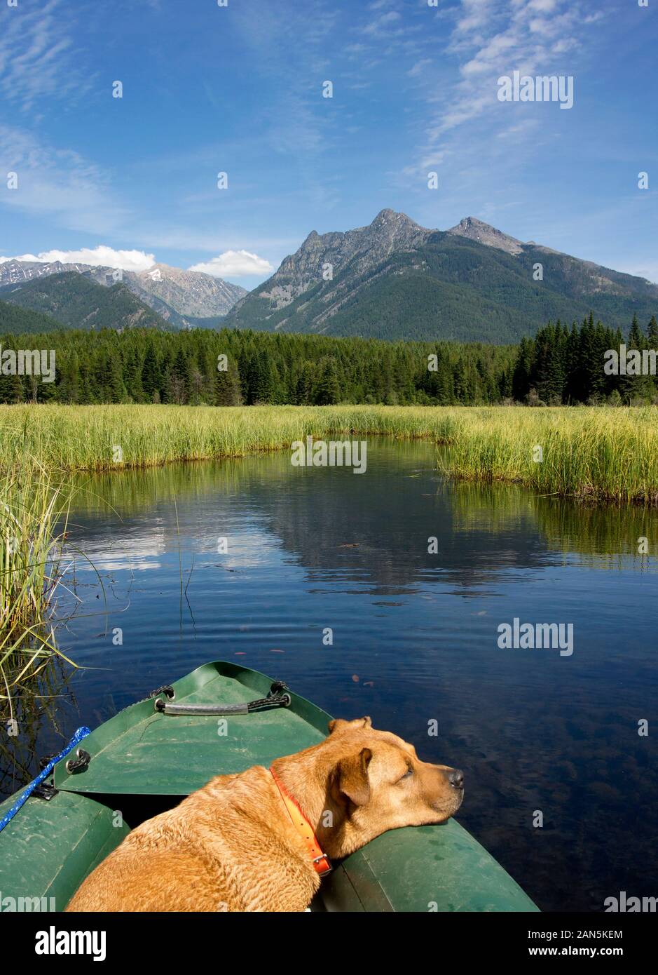 Bubba, dormendo sulla prua del kayak, dopo una lunga giornata che galleggia sulle dighe di castoro all'estremità superiore del fiume Bull, Contea di Sanders, Montana Foto Stock