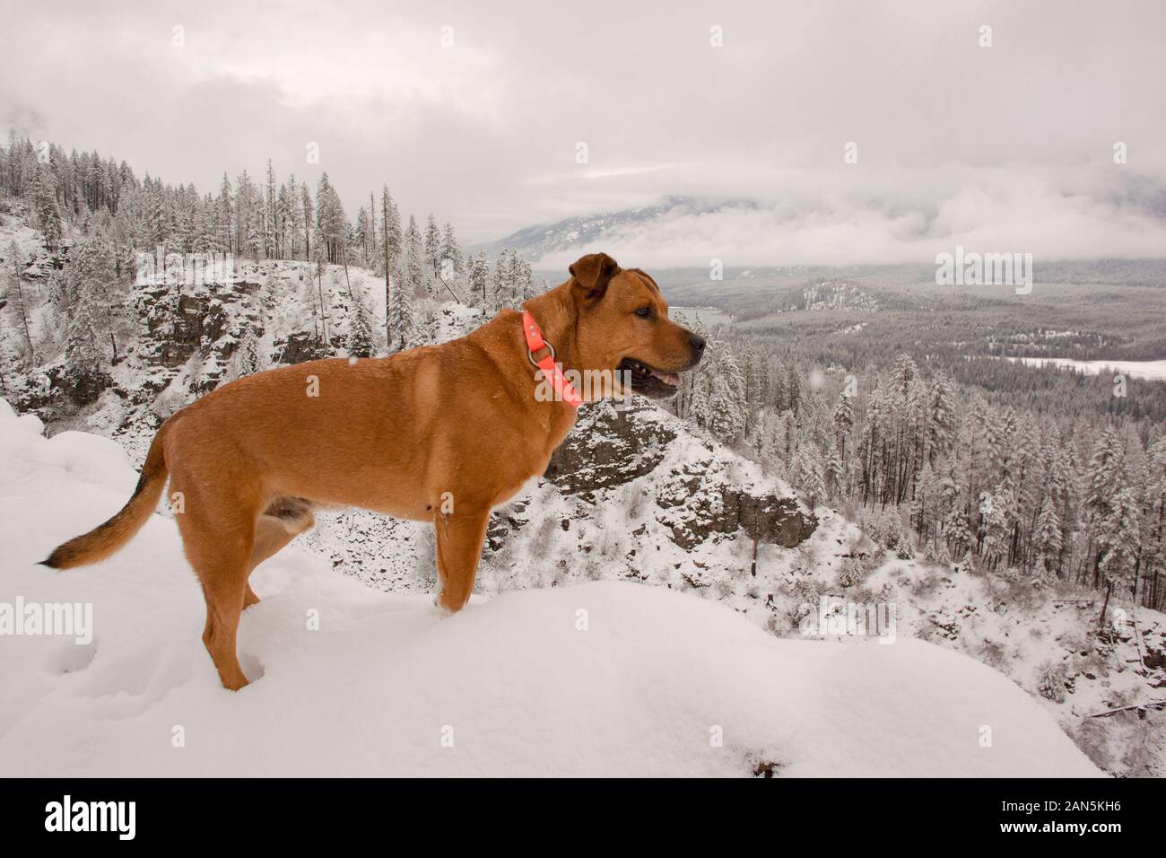 Bubba, affacciato sul lago di Bull e il fiume Bull Vally da su Eagle View, nell'armadio montagne, nella contea di Sanders, MontanaBubba è un misto Foto Stock