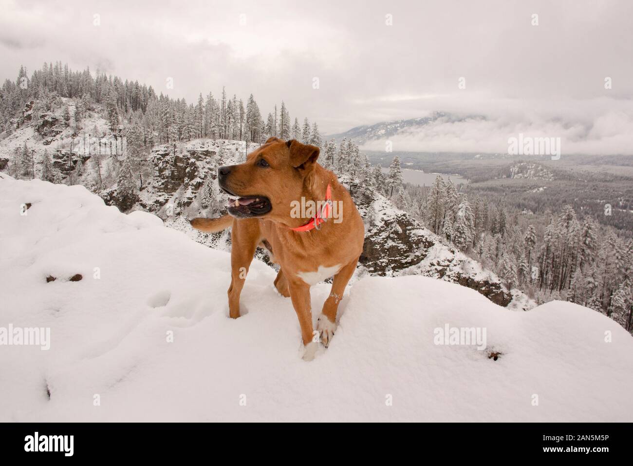 Bubba, affacciato sul lago di Bull e il fiume Bull Vally da su Eagle View, nell'armadio montagne, nella contea di Sanders, MontanaBubba è un misto Foto Stock
