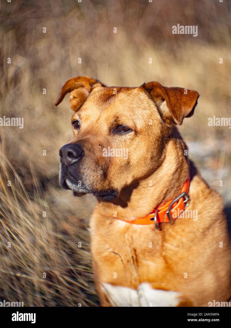 Cane rosso di razza mista. Colpo di testa e spalle. Sfondo sfocato . Foto Stock