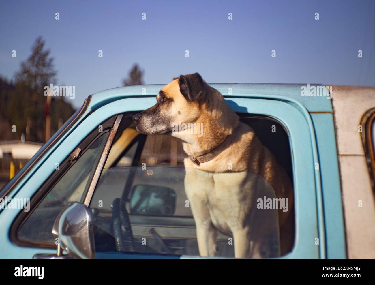 Un cane che guarda fuori la finestra lato conducente di un SUV blu bambino, in attesa del suo maestro. Foto Stock