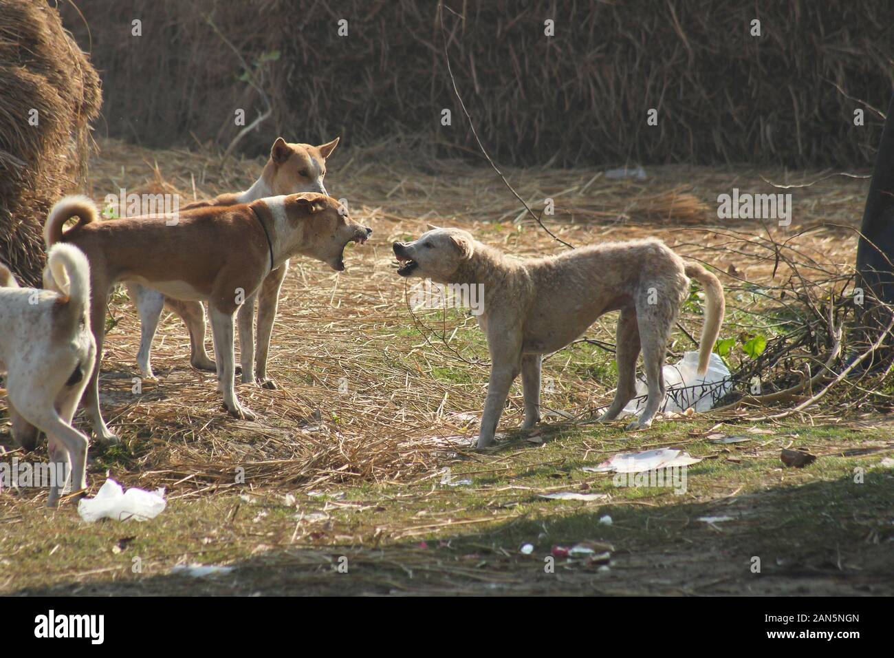 Cani randagi del villaggio che si affrontano in modo aggressivo nel campo rurale vicino al pagliaio e ai rifiuti sparsi Foto Stock