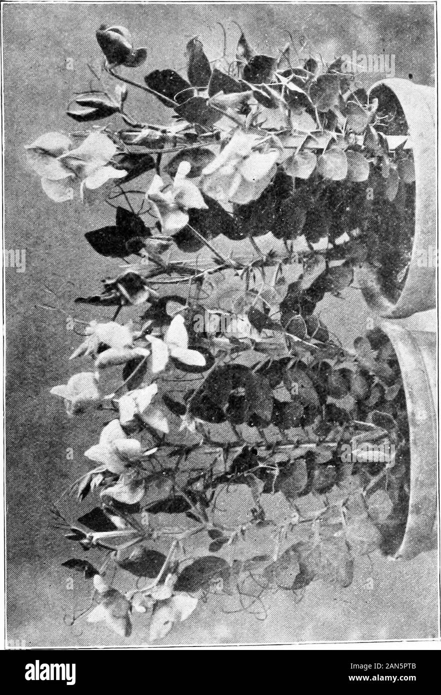 Piselli dolci e come far crescere la loro . ia ed è generalmente supposedthat il clima ha causato la rottura. Cupido piselli dolci prosperino ona suolo asciutto piuttosto inadatte alle alte ordina. Per piantare gli Amorini aheavy sul terreno in maniera ordinaria è in tribunale fallimento, per il plantswill non stand di eccessiva umidità. Se piantato sul livello in suchsoil la prima pioggia provoca le gemme a goccia all'ingrosso, sebbene theplants continueranno a crescere vigorosamente. Per avere successo con loro su una pesante soilit è necessari per l'impianto su un letto rialzato o bonifico. L'acqua isthen portati rapidamente. Eain naturalmente abbassa la temperatura,e Foto Stock