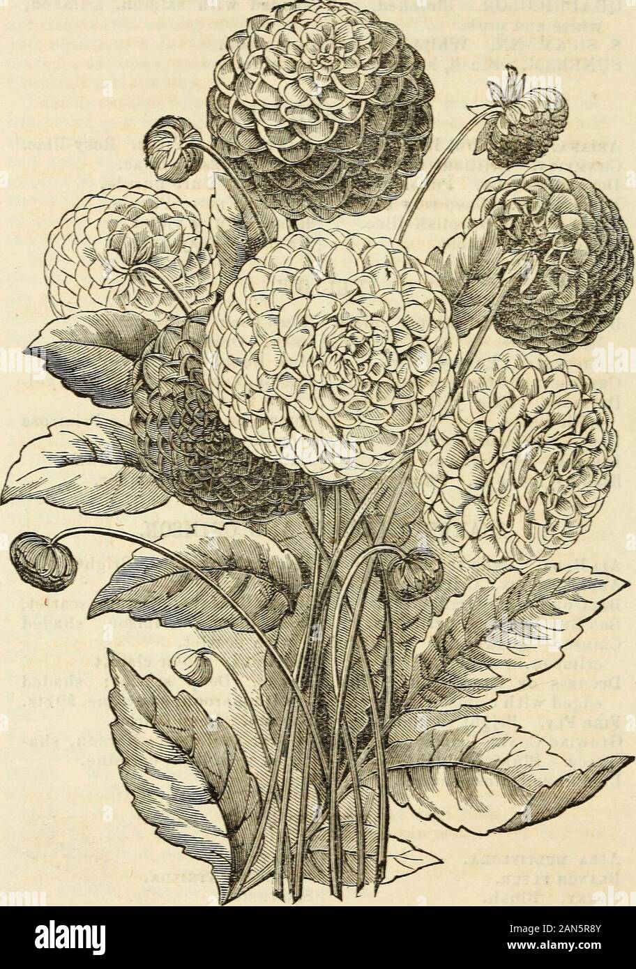 Dreer giardino del calendario 1872 . fawn.-re dei gialli. Giallo puro. Koh-i-Noor. Giallo puro. Lia. Giallo arancio. La sig.ra Dodd. Di colore giallo brillante. Il principe Napoleone. Buff, con yel-bassa suggerimenti. Regina di Primrose. Primroseyellow. Il flirt. Bella buff. Willie Austin. Ambra. SOAELLT, MAEOON OEIMSOK E. Ali Baba. Deep scarlet.Andre Thouin. Crimson scarlet.palla di fuoco. Rosso arancione.Bob Ridley. Ruby crimson.Crimson Monarch. Bella crimson.Duchessa di Cambridge. Rosa, bordato con crimson.Fire Fly. Scarlatto brillante.carbone incandescente. Crimson-scarlatto.grazia. Colore rosa arrossire.La Phare. Rose scarlet. Madge Wildfire. Brigh Foto Stock