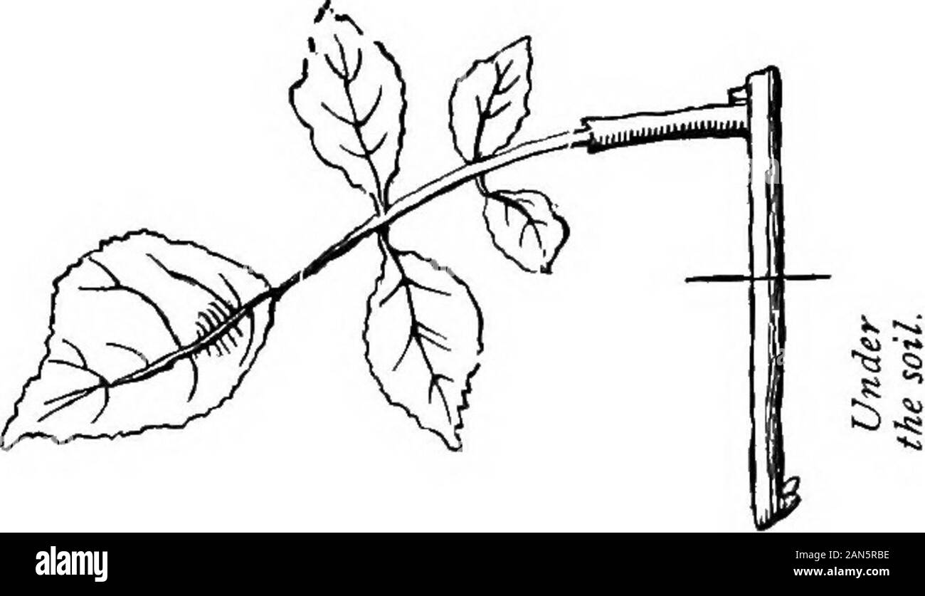 Osservazioni sulla coltivazione delle rose in pentole; compresa la autobiografia di un pot-rose . loam, tagliati finemente,ma non setacciato; essa sembra essere stata la top-sputo di un vecchio alpeggio, tagliare e prevista fino a secco e aria precedentemente somemonths; il materiale successivo era circa la metà-a-peck di foglie guaste, tecnicamente chiamato leaf-stampo;e accanto a circa un quarto di peck di sabbia bianca. Thesematerials venivano adagiati su un pannello piatto e thoroughlymixed insieme girando loro frequentemente con un 68 AUTOBIOGRAFIA DI UN POT-ROSE. piccola vanga, e poi sono state pronunciate pronto per l'uso.Ora ho veduto una quantità di vasi b Foto Stock