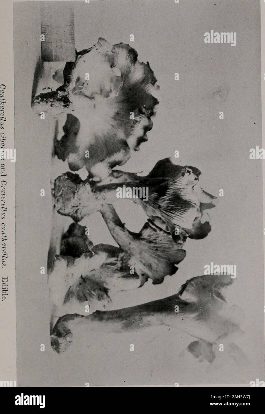 Bollettino . ts interamente scompare con la cottura. Vi è un altro impianto, Cratcrclliis cantharcUus, che cresce nella stessa situazione come la chanterelle commestibili, spesso a destra lungo con esso,e che molto assomiglia molto a. Il colore, il sapore e odore siano uguali. Il Craterellus è classificato in un modo del tutto diversa famiglia,tuttavia, a causa del fatto che esso non ha alcun branchie, sotto il lato della iltappo del foro essendo perfettamente liscia. Ma forme intermedie si verificano quale arevery difficile classifv, e vi è una certa questione se il twoplants non sono realmente lo stesso. In ogni caso lioth sono altrettanto buone toe Foto Stock