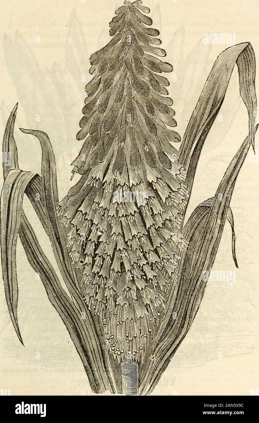 Dreer giardino del calendario 1872 . ents. VEXILLARIUM. Noto anche A. Mesopofamicum; di un abito droopingspreading, i fiori sono splendidamente segnato, il calyxbeing scarlet, petali di colore giallo dorato, libero bloomer, 30 centesimi. MYESIPHTLLTJM ASPAEAGOIDES. Meglio conosciuta nella coltivazione come Smtlax. La più bella salita-ing pianta, dal Capo di Buona Speranza, superando ogni altra trovanella lucida, ondulato, di colore verde intenso e grazia delicata del suo fogliame,uno dei più preziosi di tutte le piante per vasi o appendere bas-kets. Per fiori recisi, specialmente per ghirlande, considerato indispensabile da tutti i fioristi. Prezzo 30 cen Foto Stock